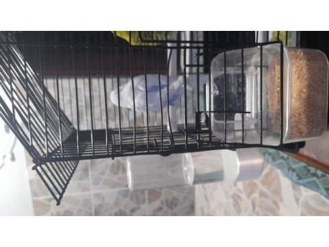 3 adet üretime uygun muhabbet kuşu