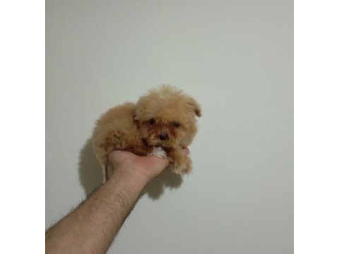 Mini boy tea cup maltipoo yavrumuz ırk garantili teslim