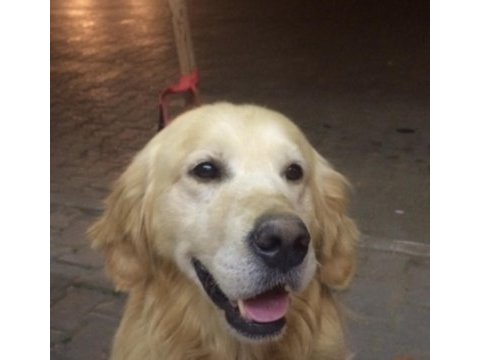 Erkek golden retriever