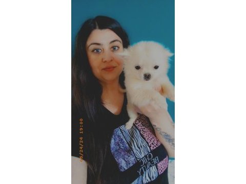 Chihuahua (şivava) yavrular