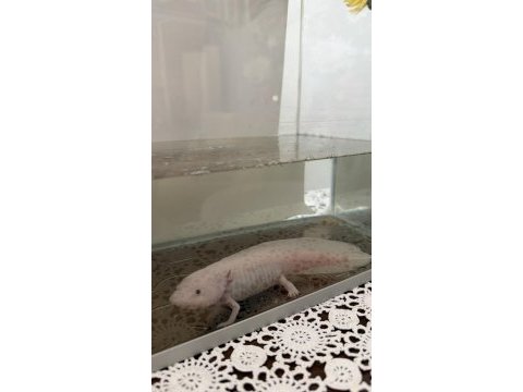 Beyaz albino axolotl