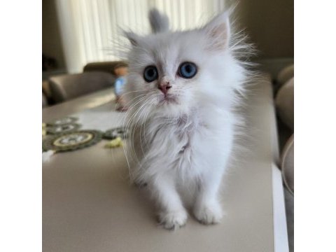 Silver point british longhair ny1233 blue eyes