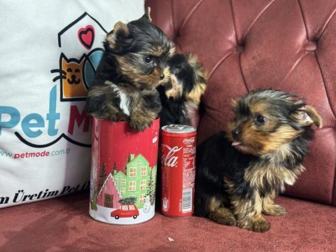 Antiallerjik tea cup yorkshire terrier yavrularımız
