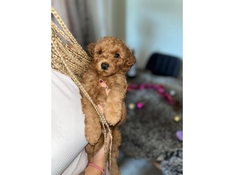 Toy poodle 15 aylık yavrular