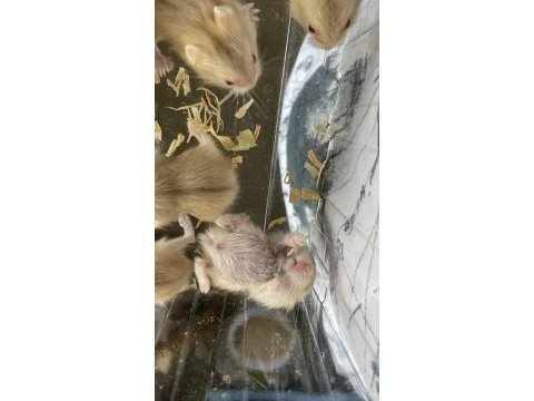 Gonzales hamster bebişler 20 günlük