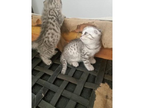 16 nisan doğumlu yavrular scottish fold