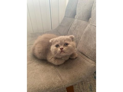 Top kafa gri scottish fold ve silver british shorthair