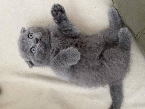 British shorthair yavrularımız yuvalarına gitmeye hazır