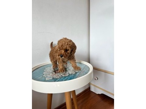 Toy poodle acil verilecektir