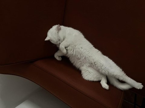 Beyaz kısır dişi kedimiz ücretsiz