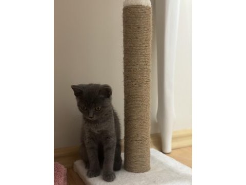 Scottish fold karamelime yeni sahip eşyalarıyla birlikte