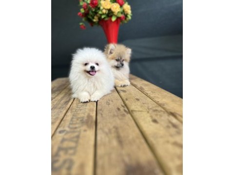 Pomeranian yavrularımız