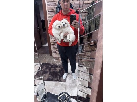 Scrli golden baby face golden retriever