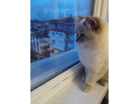 British shorthair dişi