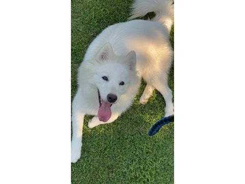 9 aylık eğitimli dişi samoyed sahiplendirme