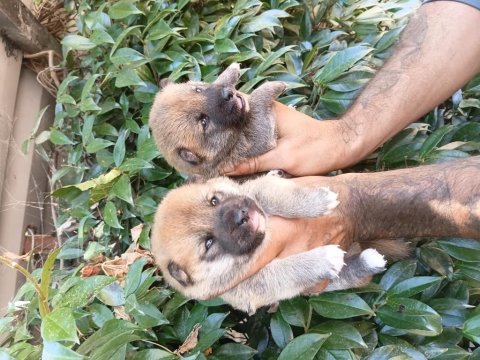 Shiba inu yavrularımız