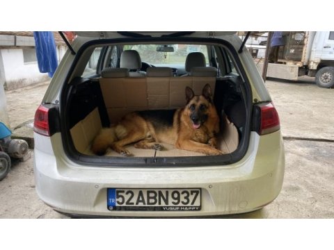 Şecereli safkan alman çoban köpeği