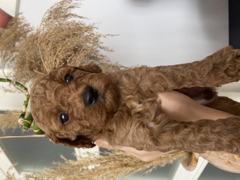 Toy poodle bebekler