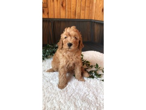 Toy poodle bebeklerimiz