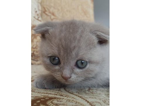 Scottish fold tontiş yavrularımız