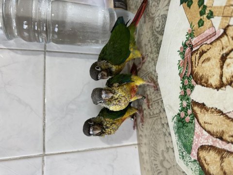 El besleme yavru konur