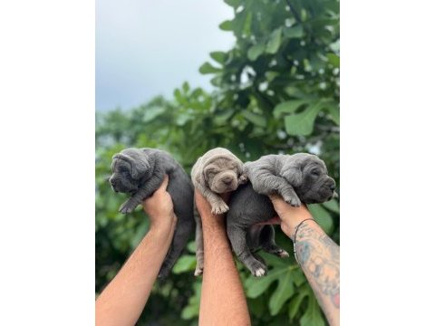 A kalite cane corso yavrularım