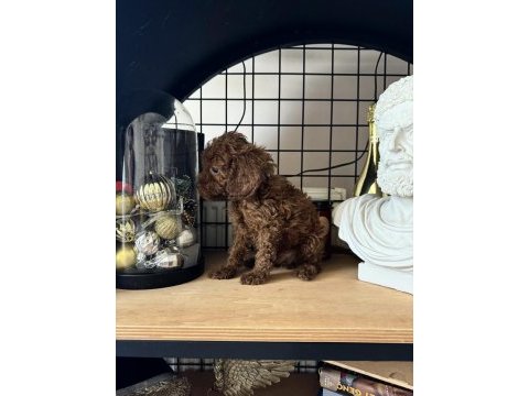 Red brown poodle dişi erkek yavrular