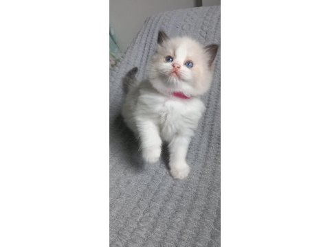 Safkan ragdoll bebek kediler