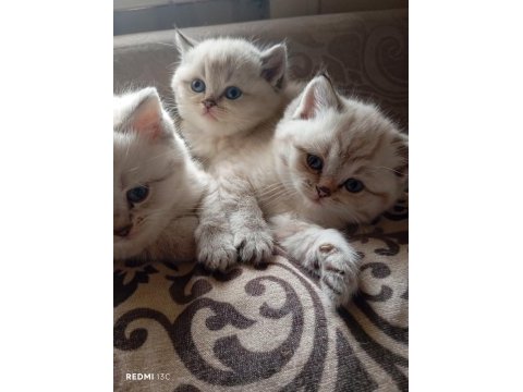 Efsane british shorthair bebeklerim