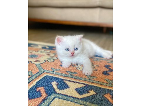 A kalite british shorthair red point