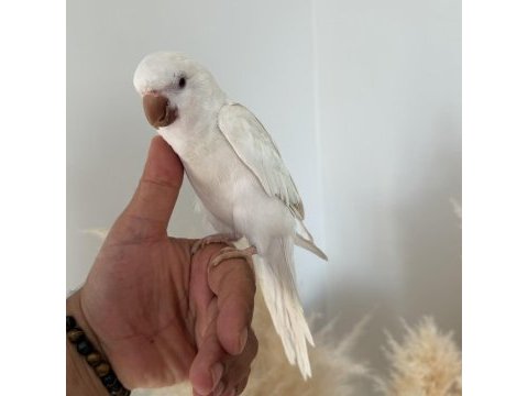 8 aylık albino monk papağanı