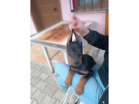King doberman yavrular