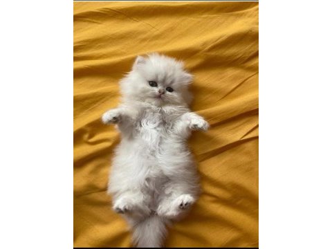 Teslime hazır oyuncu british longhair bebekler
