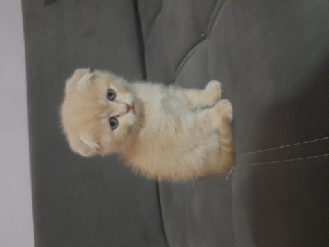 Scottish fold dişi kedimiz