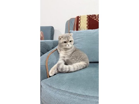 Kedimi sahiplendirmek istiyorum