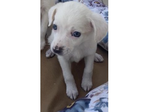 Chihuahua 3 aylık dişi