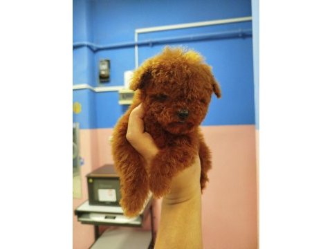 Teacup dişi toy poodle