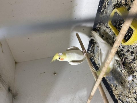 Çift sultan papağanı albino cins