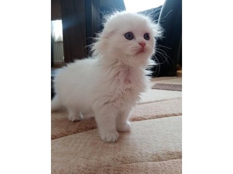 British longhair 1.5 aylık