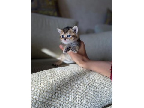 Kaliteli ırk sağlıklı yavrular british shorthair