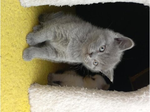 British longhair erkek dişi blue point