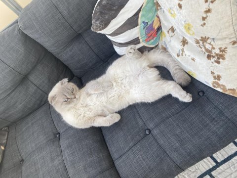 Scottish kedi