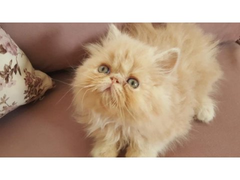 Egzotik sarı şeker iran kedisi
