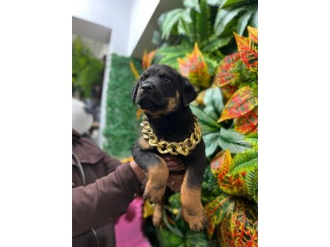 Üst düzey erkek koca kafa aşılı macar rottweiler yavrumuz