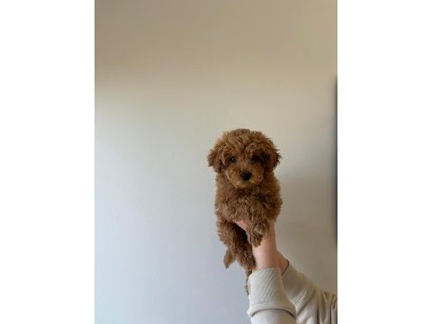 Red toy poodle yavrumuz