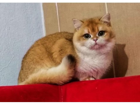 Show kalite orange british shorthair longhair