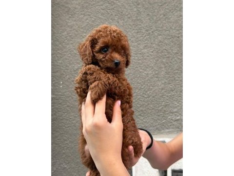Toy poodle köpeği