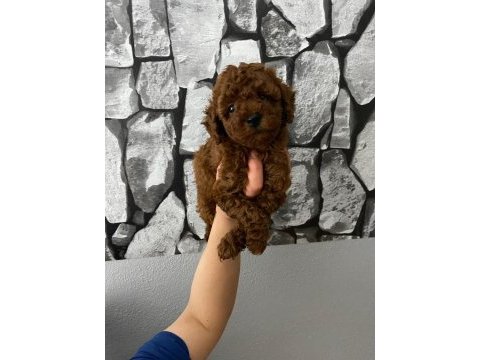 Red brown poodle yavrularim ev üretimi