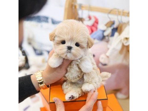 Korean toy poodle yavrularım