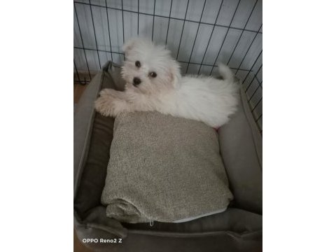 Maltese 2,5 aylık
